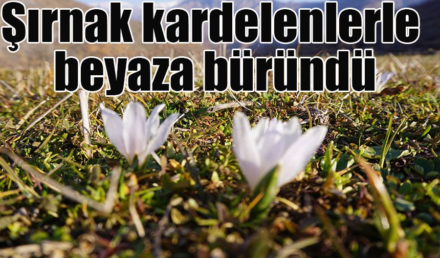 Şırnak kardelenlerle beyaza büründü