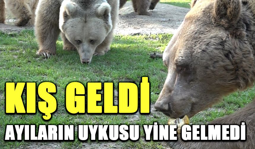 Kış geldi, ayıların uykusu yine gelmedi