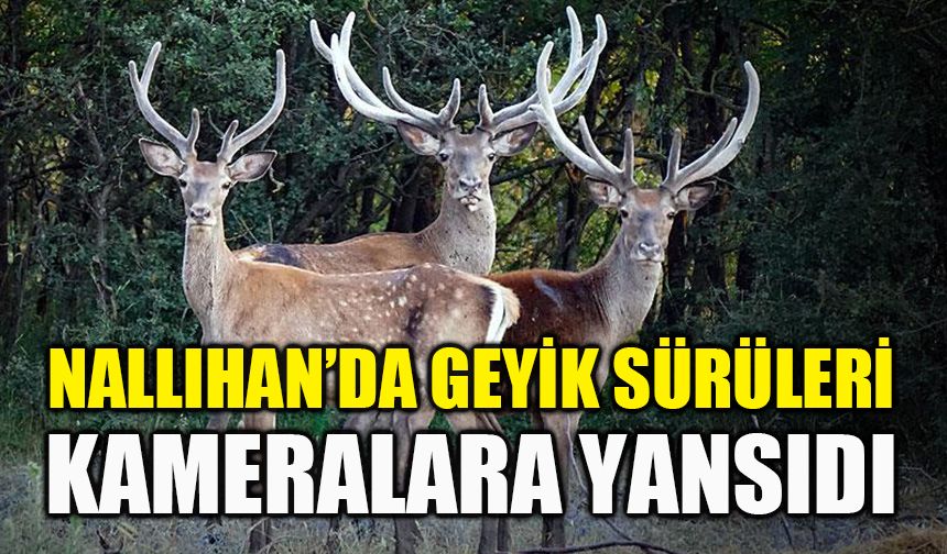 Nallıhan’da geyik sürüleri kameralara yansıdı