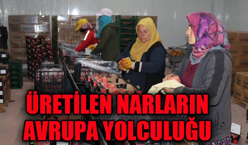 Üretilen narların Avrupa yolculuğu