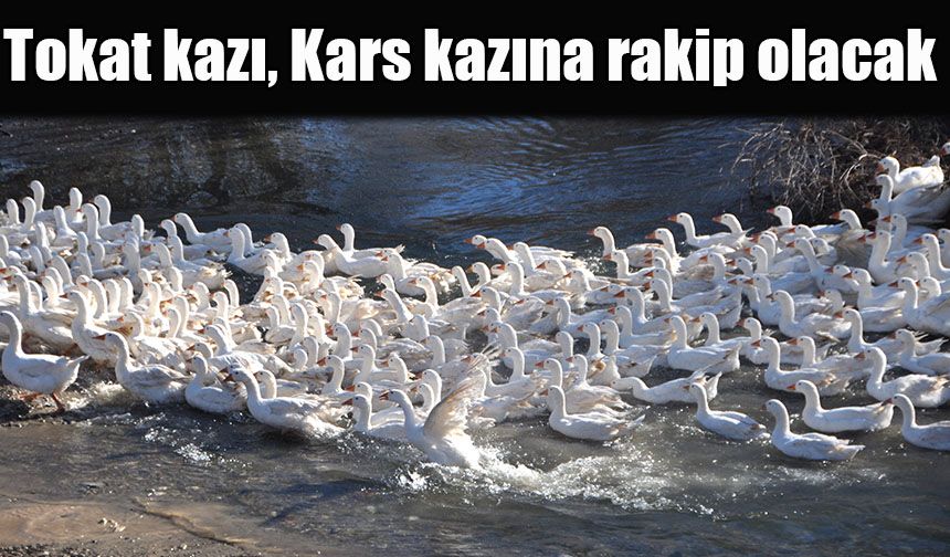 Tokat kazı, Kars kazına rakip olacak