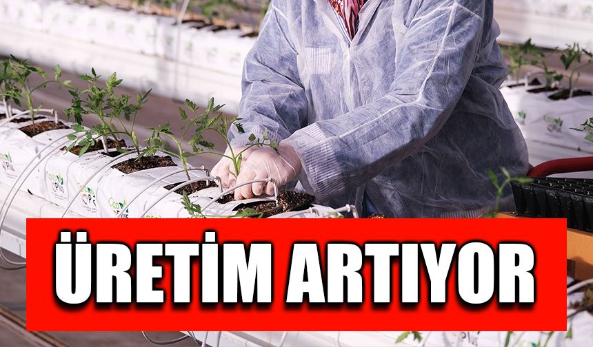 Seracılık Mükemmeliyet Merkezi'nde bu yıl domates üretimi artırılacak