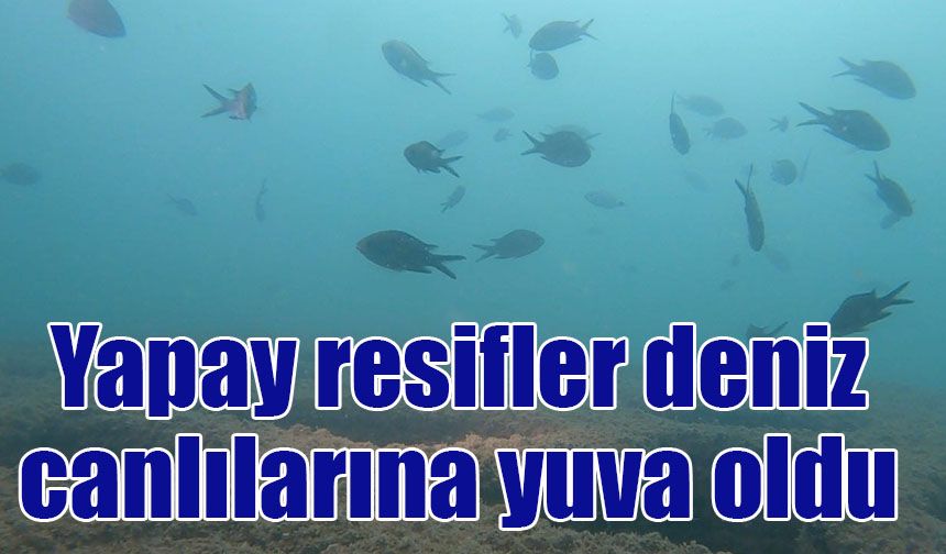 Yapay resifler canlılarına yuva oldu