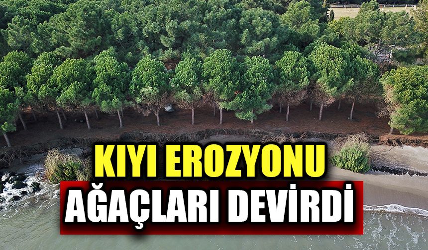 Samsun'da kıyı erozyonu çam ağaçlarını devirdi