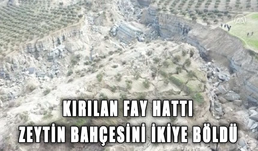 Kırılan fay hattı zeytin bahçesini ikiye böldü