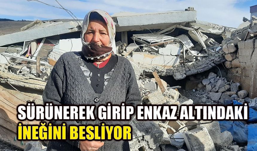 Sürünerek girip enkazın altındaki ineğini besliyor