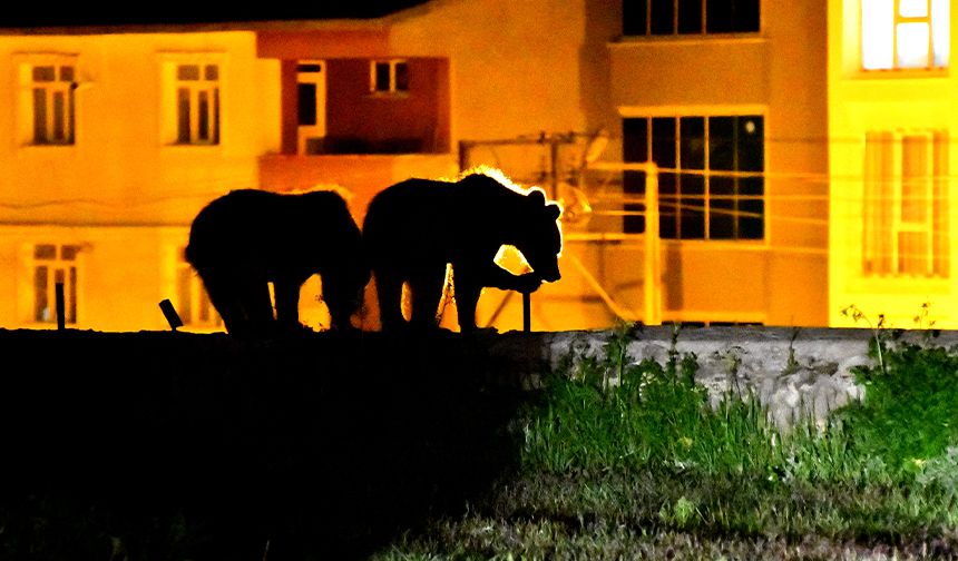 Bozayı yavrusuyla 'çöplendi' gitti...