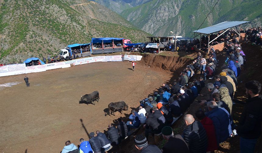 Boğa güreşleri festivalleri başladı