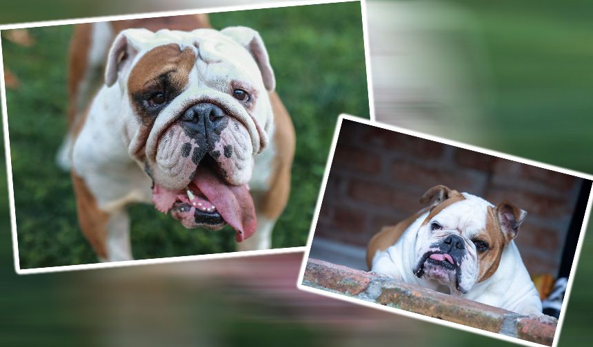 Bulldog köpeklerinin adları nereden gelir? Hangi amaçla ve ilk olarak hangi ülkede yetiştirildi?