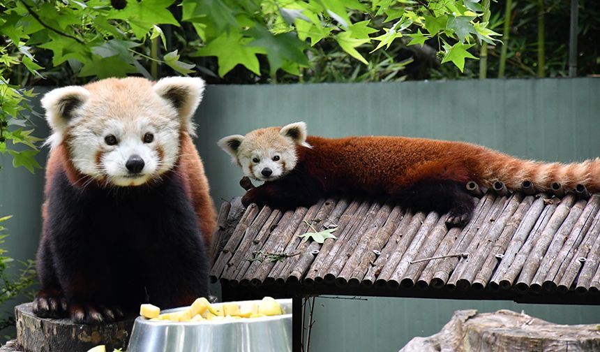 Kızıl Panda Yeni Yuvasında