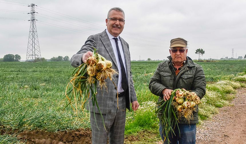 Soğan'da hızlı düşüş