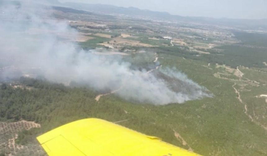 İzmir'de orman yangını!