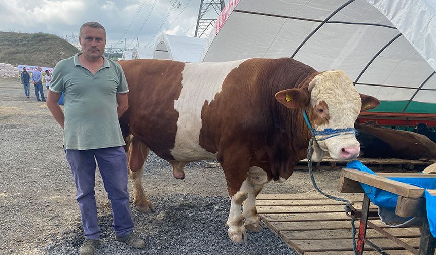 Sultangazi'nin en büyük kurbanlığı