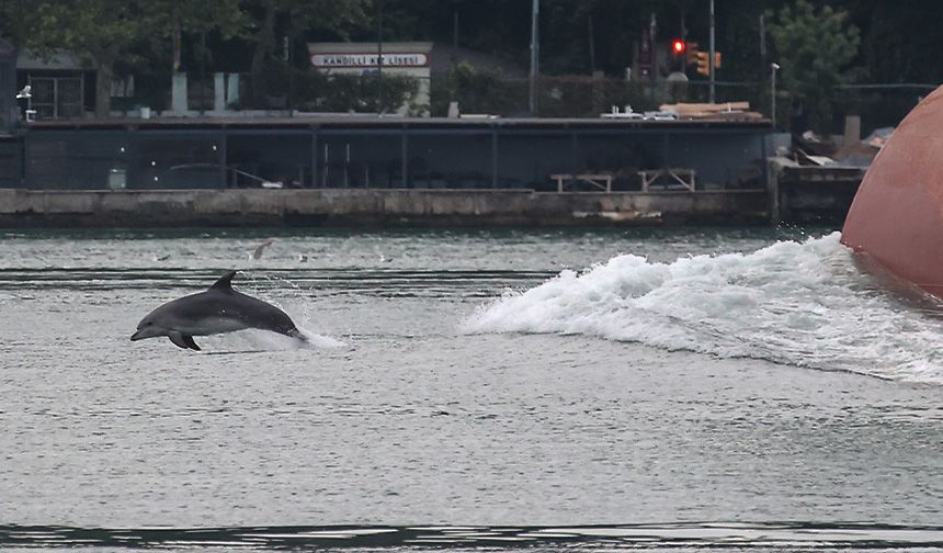 Yunuslar, İstanbul Boğazı'ndan geçen gemilerle dans etti