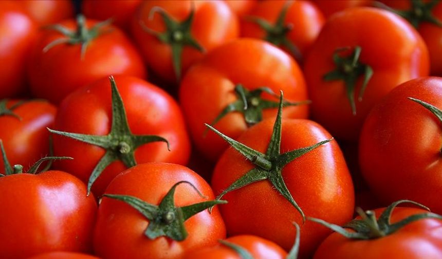 Domatesi Marketten Almayı Unutun! Bu Yöntemle Balkonunuzda Kilo Kilo Yetişiyor
