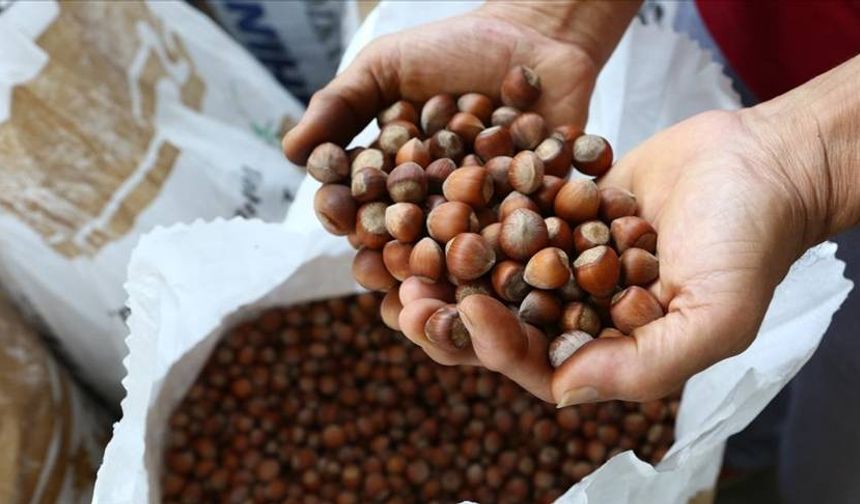 Giresun'da fındık üreticiyi yanılttı