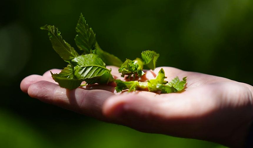 Kestanede verimi düşüren gal arısıyla biyolojik mücadelede