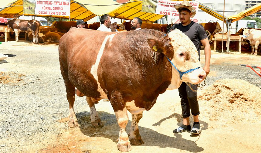 Kurban pazarının 1 ton 200 kiloluk Kral’ı alıcısını bekliyor