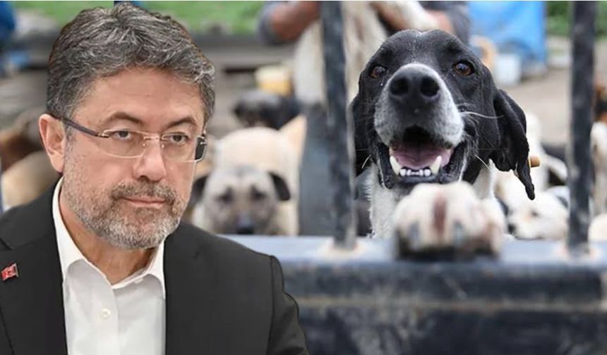Bakan açıkladı: Sokak köpeklerini öldürmeyen belediyelere hapis cezası!