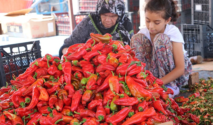 Şanlıurfa'da isotun acı serüveni başladı