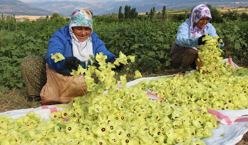 Amasya'nın çiçek bamyası, altından daha hızla satılıyor