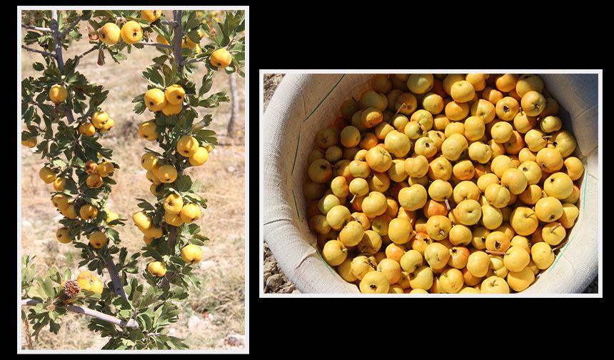 Alıçta hasat başladı