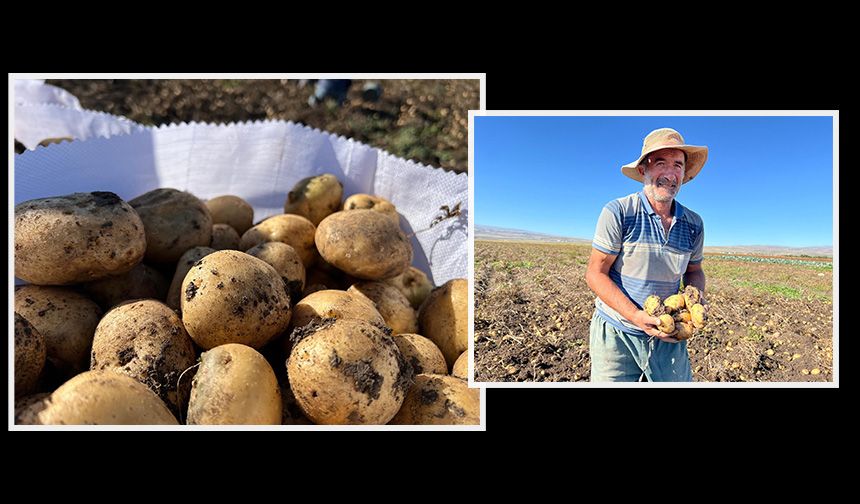 Anadolu'nun çatısı Kars'ta patates hasadı başladı