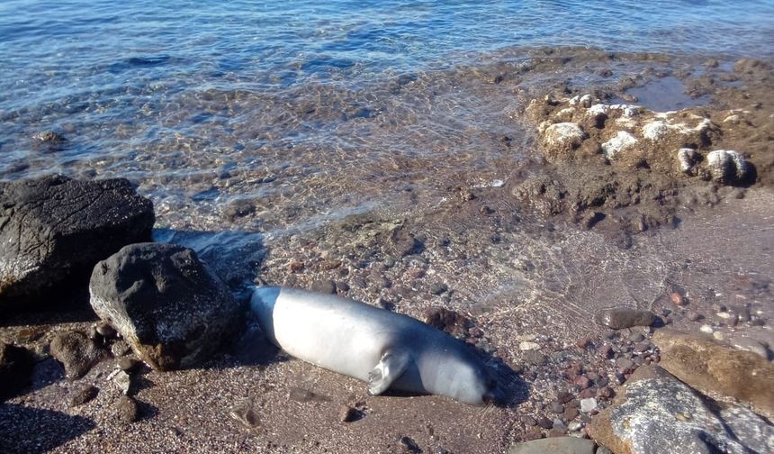 Bodrum'da ölü fok balığı kıyıya vurdu!