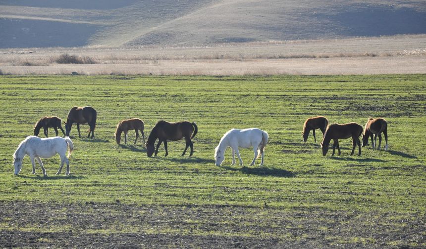 Kars’ta yılkı atları görüntülendi