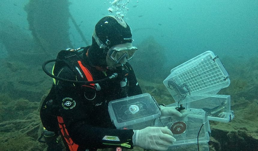 Gelibolu Sualtı Parkı’ndaki tarihi "HMS Majestic" batığına 400 ıstakoz bırakıldı