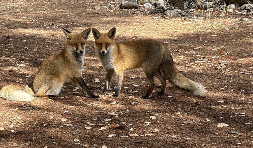 Termessos'u ziyarete gelenleri ormanın sevimli sakinleri tilkiler karşılıyor