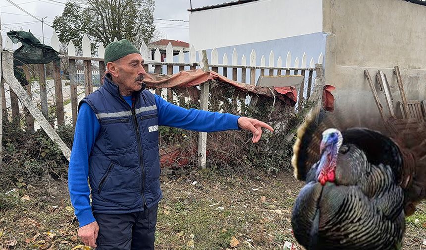 Yılbaşı yaklaşırken, hindi hırsızları kümeslere dadandı