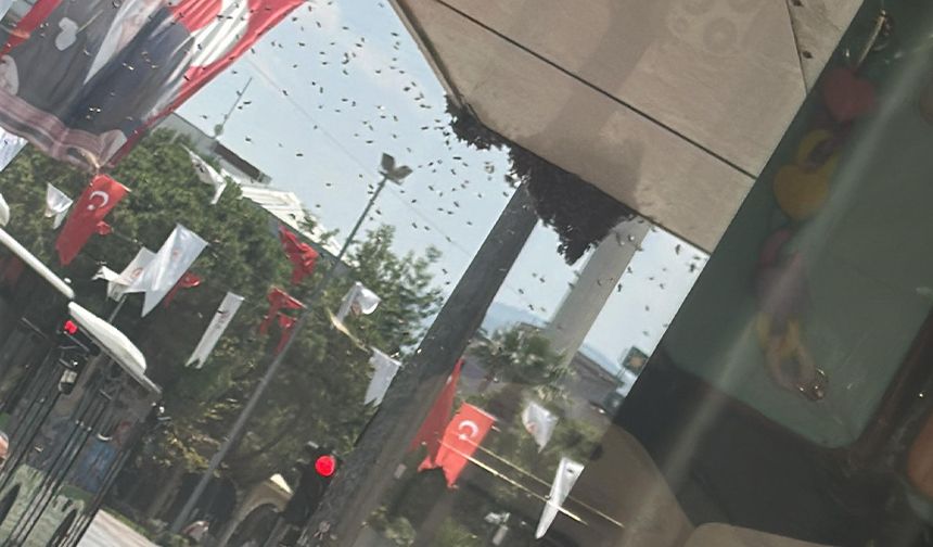 Denizli'yi arılar bastı: Esnaf kepenk kapattı!