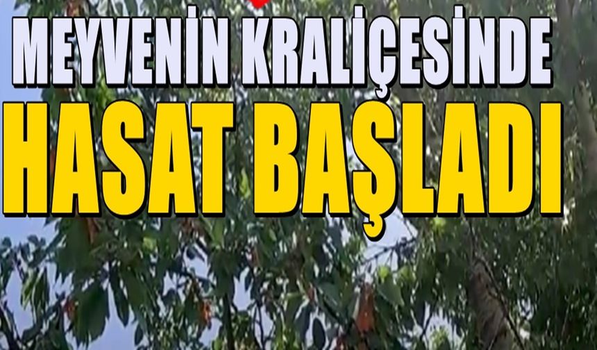 Meyvenin kraliçesinin 81 ilde hasadı sürüyor! e Isparta'dan yoğun talep var