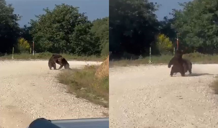 İki ayının güreş oyunu uçurumda son buldu!