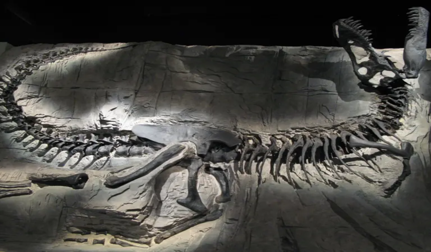 Yeni bir dinozor türü bulundu: 'Ejderha Prensi'