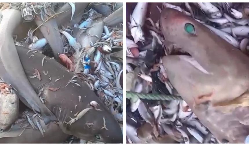 Görüntüler Türkiye'den: Ağlara 8 köpek balığı takıldı