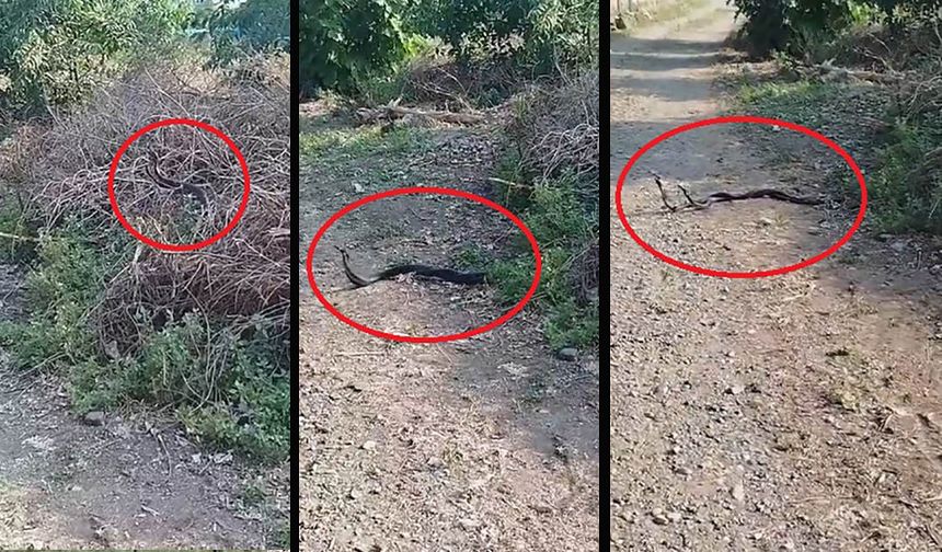 Yılanların çiftleşme dansı kameraya yansıdı