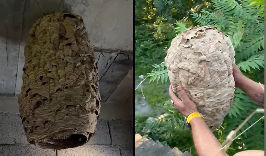 Dev arı yuvası görenleri şaşırttı