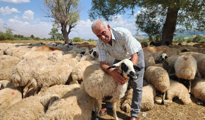 Çoban fiyatları uçtu: Tunceli’de üretici ayda 550 bin TL ödüyor!