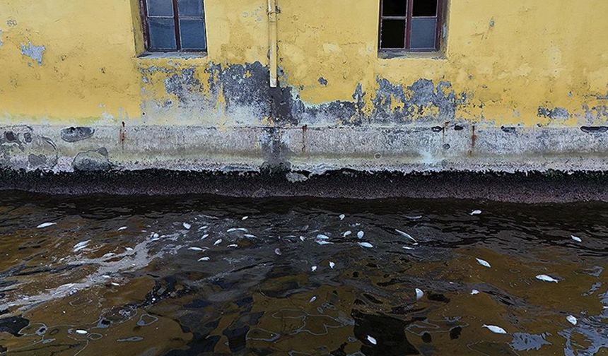 İzmir Körfezi'nde balık ölümleri sürüyor