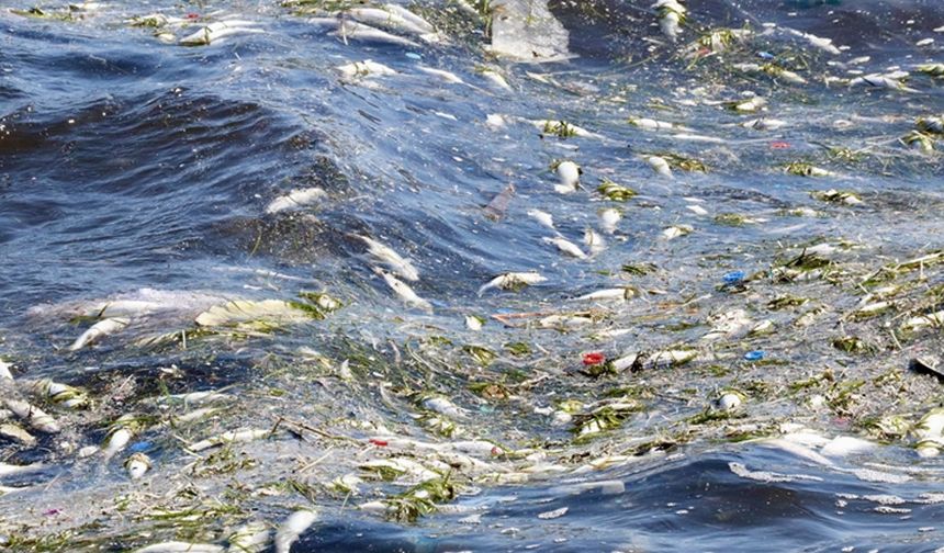 İzmir Körfezi'nde balık ölümleri sürüyor