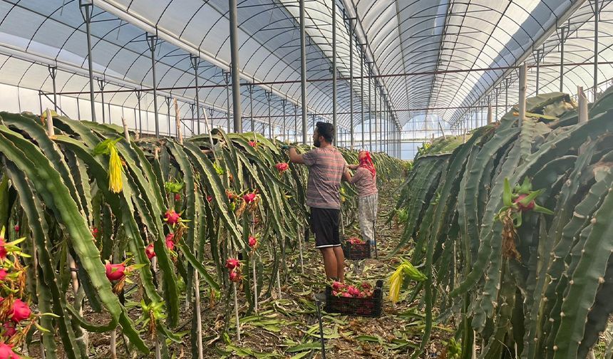 Alanya’da egzotik lezzet: Ejder meyvesi hasadı başladı
