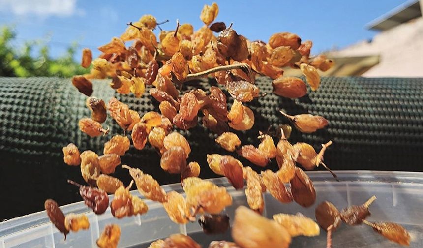 Türkiye'nin kuru üzüm ihracatı 546,5 milyon dolarla rekor kırdı
