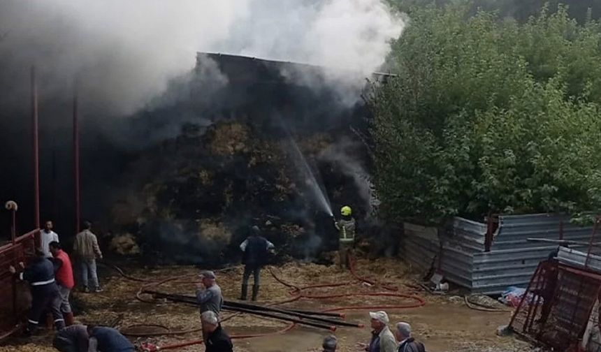 Ahır yangınında 170 hayvan öldü