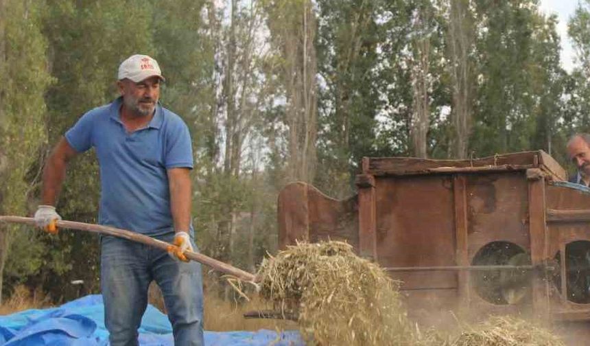 Ata tohumu fasulyeler geleneksel yöntemlerle üretiliyor