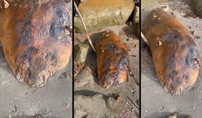 Tekirdağ sahilinde gizemli canlı şaşkınlık yarattı: Fok mu yunus mu?