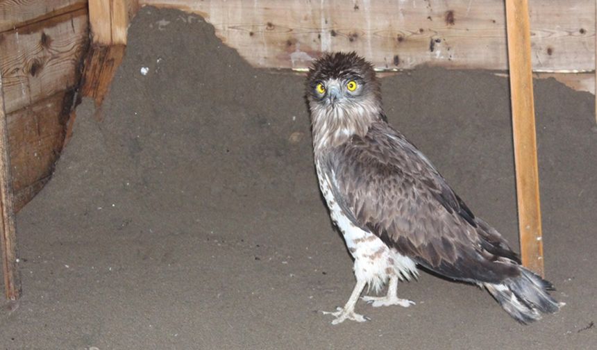 Tokat'ta yaralı bulunan yılan kartalı Samsun'da tedavi ediliyor