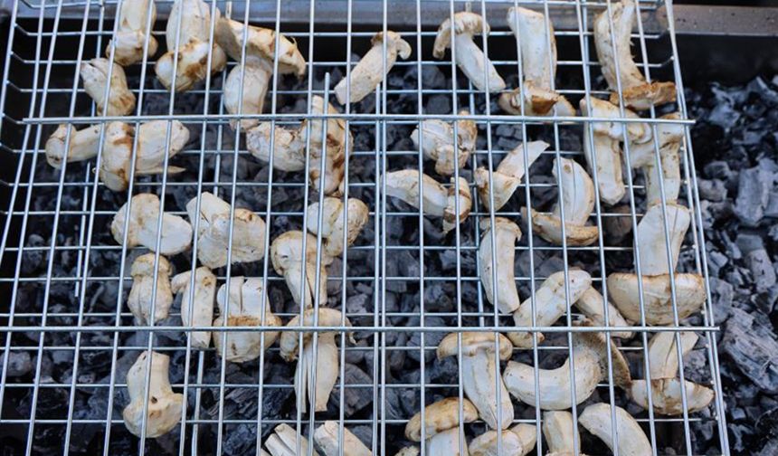 Kilosu dudak uçuklatıyor: Japonların gözdesi sedir mantarı