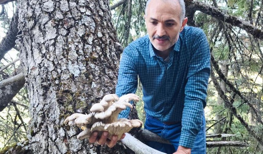 Mantar avcılarının ağaç tepelerinde tehlikeli avı